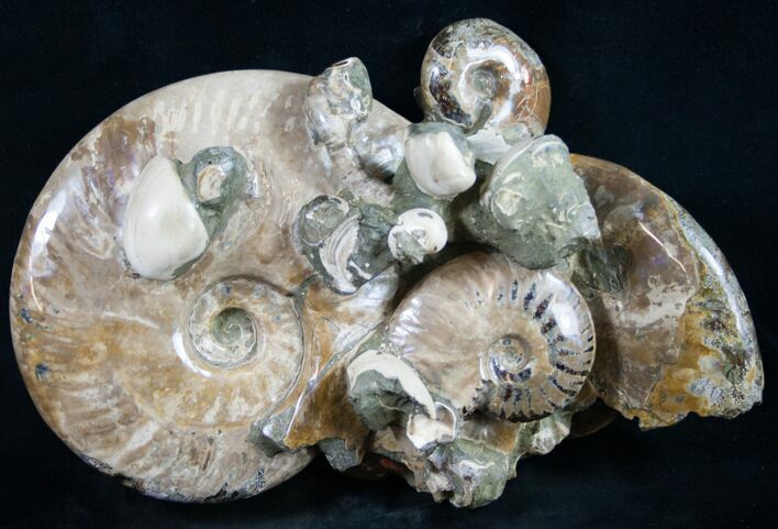 Beautiful Polished Ammonite Cluster - / Wide #9559